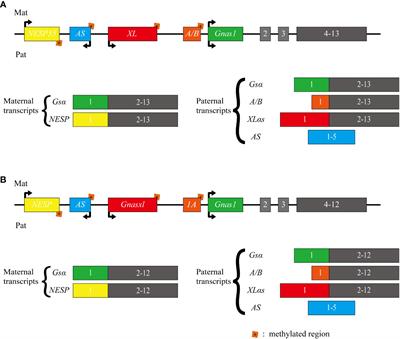 GNAS locus: bone related diseases and mouse models